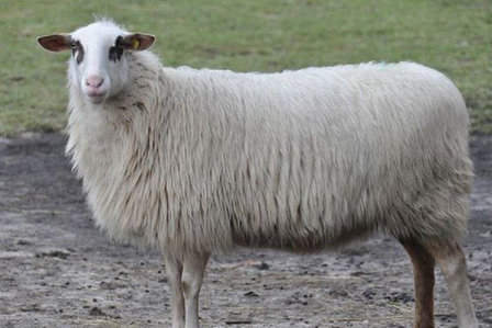 500 gram A-klasse - Bentheimer Landschaf (ivoorwit)