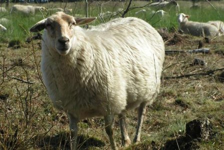 500 gram A-klasse - Kempens Schaap (ivoorwit)