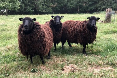 500 gram A-klasse - Black Welsh Mountain (natuurzwart)