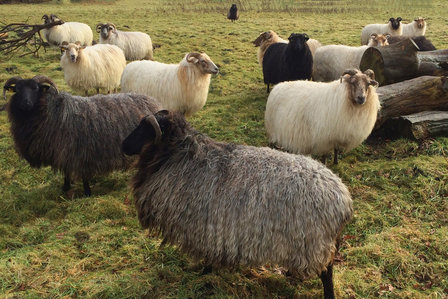 500 gram A-klasse - Drents Heideschaap (gem&ecirc;leerd)