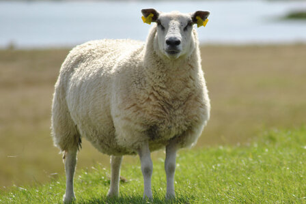 1 kilo basisklasse - Hollands boerenschaap (ivoorwit)