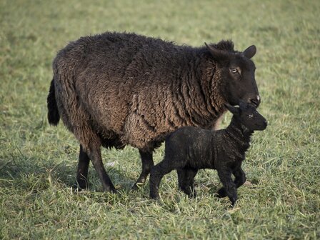 500 gram A-klasse - Ruwharig Pommers Landschaap (grijs)