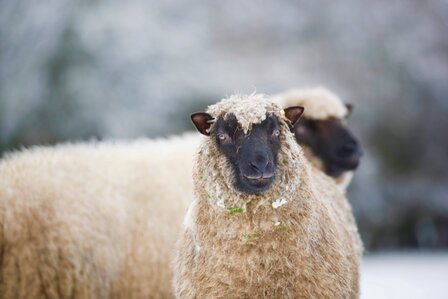 250 gram gewassen kaardvlies - Llawnenog (chamois)