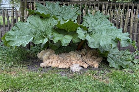 8 kilo pure schapenwol te gebruiken als mulch in de tuin