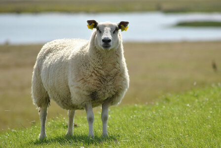 8 kilo pure schapenwol te gebruiken als mulch in de tuin