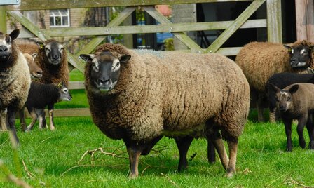 500 gram A-klasse - Dassenkop Texelaar (mioget)