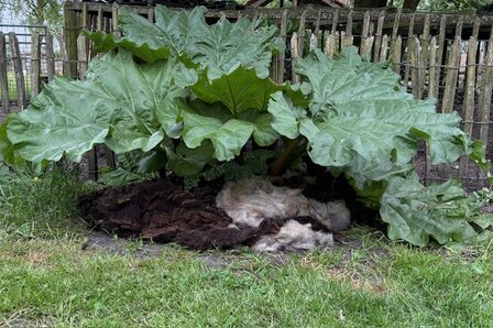 8 kilo donker getinte heideschapenwol te gebruiken als mulch in de tuin