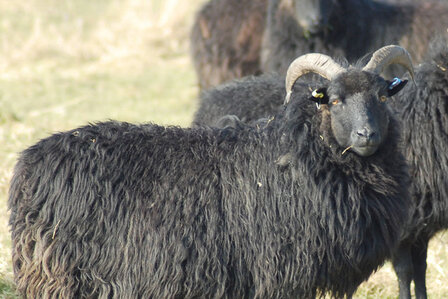 500 gram A-klasse - Hebridean (bruinzwart)