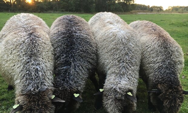 500 gram A-klasse - Leicester Longwool (grijs)