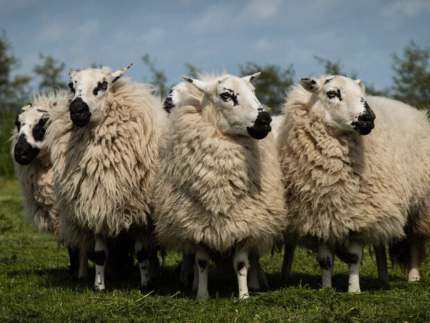 500 gram A-klasse - Welsh Hill Speckled Face (ivoorwit)