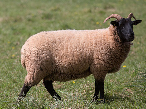 500 gram A-klasse - Norfolk Horn (ivoorwit)