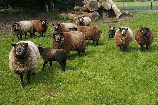 250 gram gewassen kaardvlies - Blauwe Texelaar (zilvergrijs)