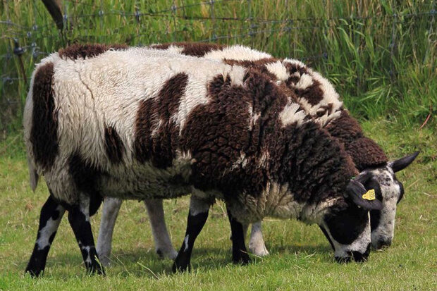 1 kilo basisklasse - Hollands boerenschaap (bont gevlekt)