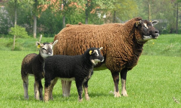 500 gram A-klasse - Dassenkop Texelaar (moorit)